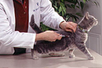 Cat vaccination (all about immunizations)